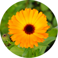 Arnica Montana