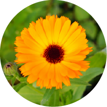 Arnica