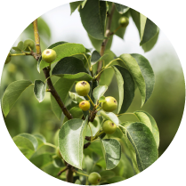 Camphor