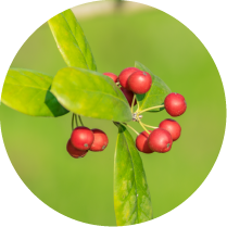 Wintergreen