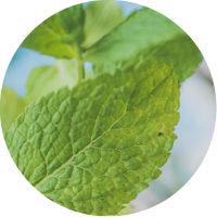 Menthe poivrée