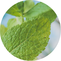 Menthol